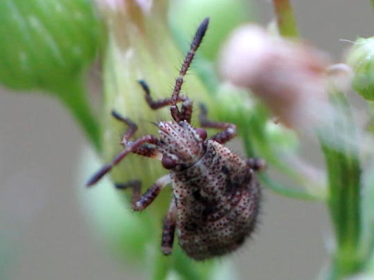 Stictopleurus