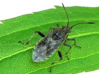 Stictopleurus