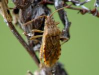 Stictopleurus