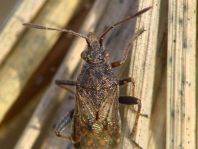Stictopleurus
