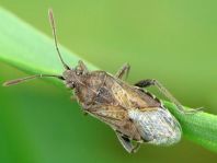 Stictopleurus cf. punctatonervosus