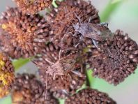 Stictopleurus