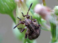 Stictopleurus