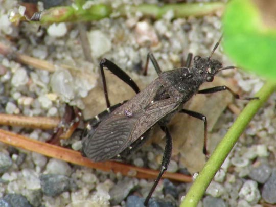 Alydus calcaratus