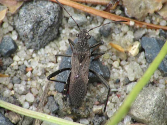 Alydus calcaratus