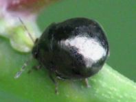Coptosoma scutellatum