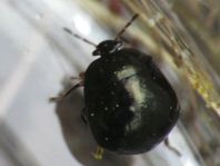 Coptosoma scutellatum