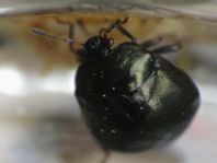 Coptosoma scutellatum