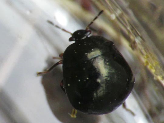 Coptosoma scutellatum