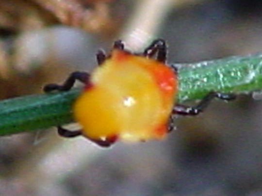 Wanzenlarven