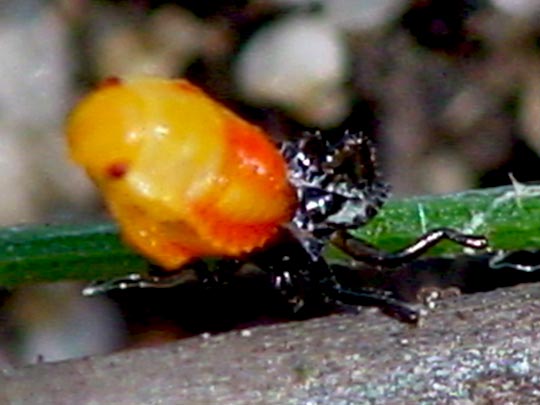 Wanzenlarven