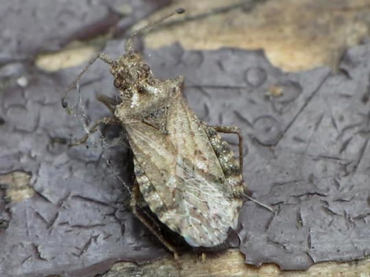 Arenocoris falleni