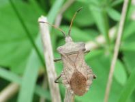 Lederwanze, Saumwanze, Coreus marginatus