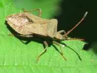 Lederwanze, Saumwanze, Coreus marginatus
