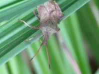 Lederwanze, Saumwanze, Coreus marginatus