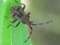 Lederwanze, Saumwanze, Coreus marginatus