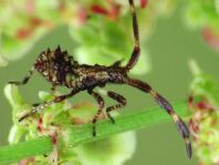 Lederwanze, Saumwanze, Coreus marginatus