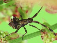 Lederwanze, Saumwanze, Coreus marginatus