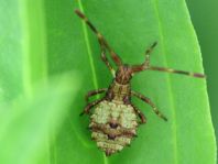 Lederwanze, Saumwanze, Coreus marginatus