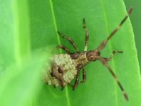 Lederwanze, Saumwanze, Coreus marginatus