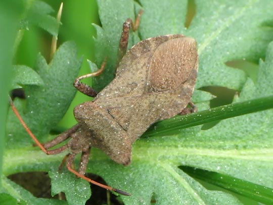 Lederwanze, Saumwanze, Coreus marginatus