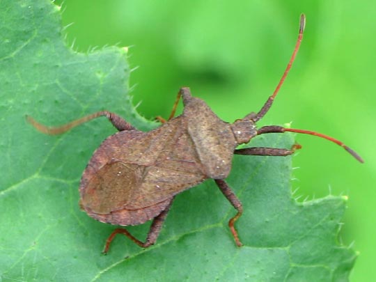 Lederwanze, Saumwanze, Coreus marginatus