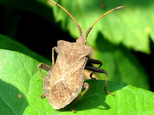Lederwanze, Saumwanze, Coreus marginatus