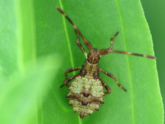Lederwanze, Saumwanze, Coreus marginatus