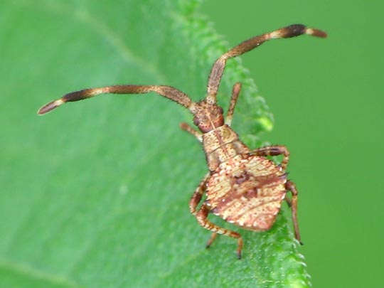 Lederwanze, Saumwanze, Coreus marginatus
