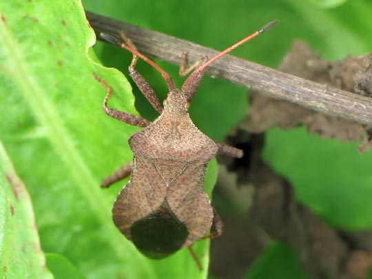 Lederwanze, Saumwanze, Coreus marginatus