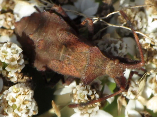 Lederwanze, Saumwanze, Coreus marginatus