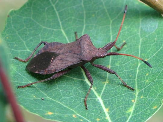 Lederwanze, Saumwanze, Coreus marginatus