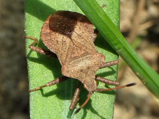 Lederwanze, Saumwanze, Coreus marginatus