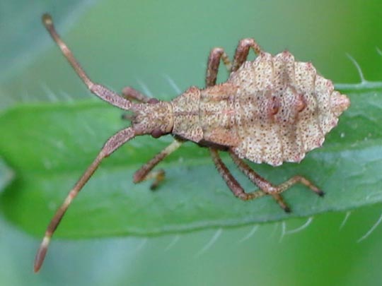 Lederwanze, Saumwanze, Coreus marginatus