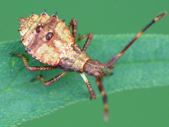 Lederwanze, Saumwanze, Coreus marginatus