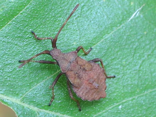 Lederwanze, Saumwanze, Coreus marginatus