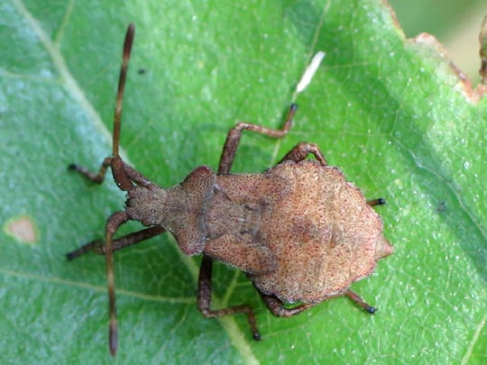 Lederwanze, Saumwanze, Coreus marginatus