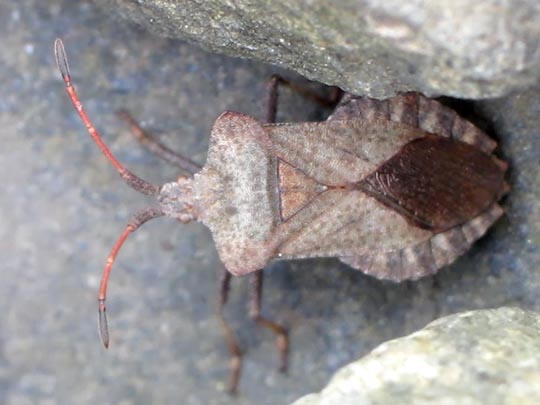 Lederwanze, Saumwanze, Coreus marginatus