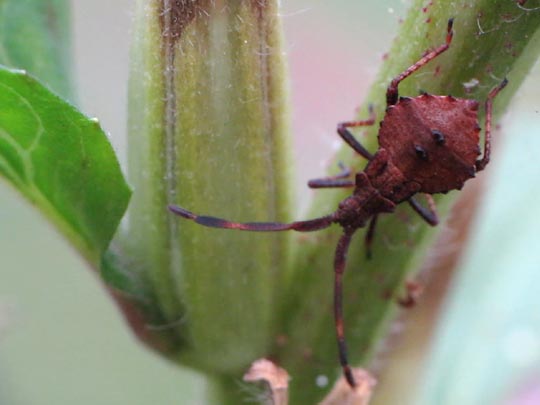 Lederwanze, Saumwanze, Coreus marginatus