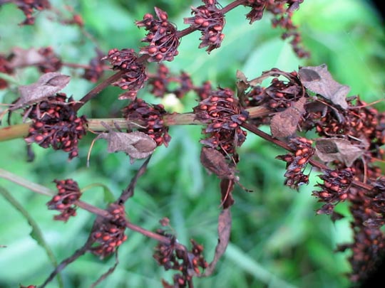 Lederwanze, Saumwanze, Coreus marginatus