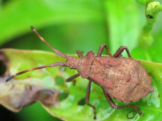 Lederwanze, Saumwanze, Coreus marginatus
