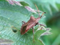 Lederwanze, Saumwanze, Coreus marginatus