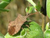 Lederwanze, Saumwanze, Coreus marginatus
