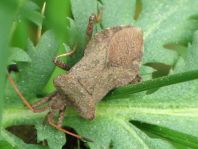 Lederwanze, Saumwanze, Coreus marginatus