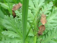 Lederwanze, Saumwanze, Coreus marginatus