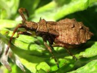 Lederwanze, Saumwanze, Coreus marginatus