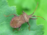 Lederwanze, Saumwanze, Coreus marginatus