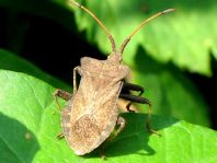 Lederwanze, Saumwanze, Coreus marginatus