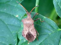 Lederwanze, Saumwanze, Coreus marginatus