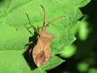 Lederwanze, Saumwanze, Coreus marginatus